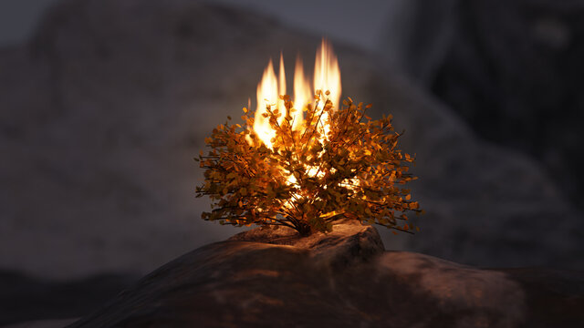 burning bush